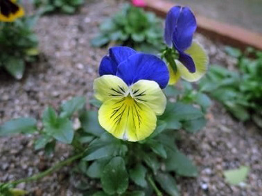 ポートアイランドキャンパス11月の花の様子