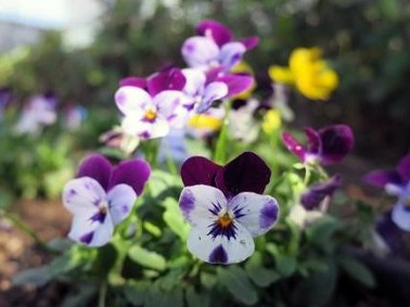 ポートアイランドキャンパス11月の花の様子