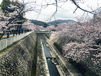 須磨 妙法寺川さくらまつりの様子