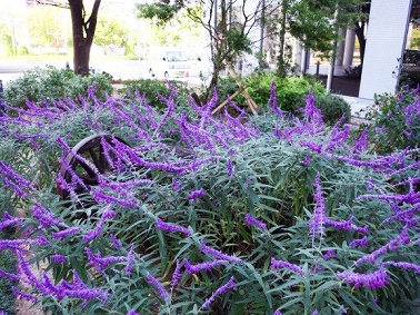 ポートアイランドキャンパスの中庭の花8