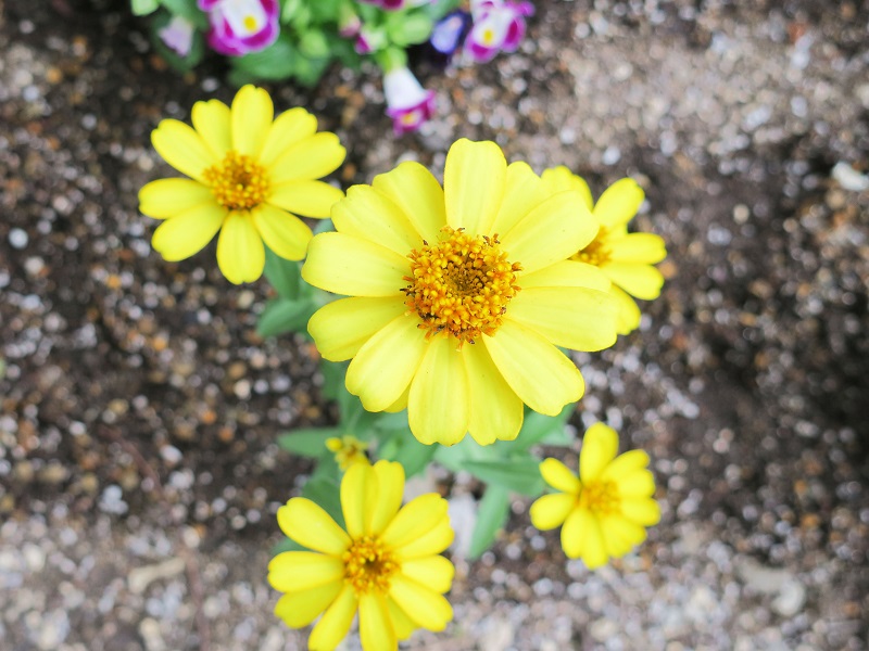 ポートアイランドキャンパスの花1